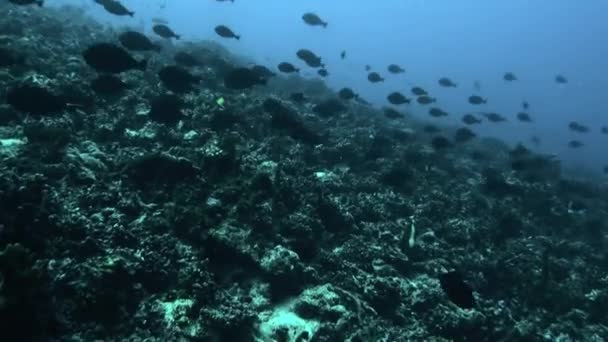 Fila delgada de escola de peixes de uma espécie e mergulhador no oceano subaquático . — Vídeo de Stock