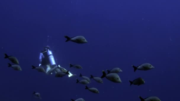 Subacqueo con scuola di pesci di una specie e subacqueo in oceano subacqueo . — Video Stock