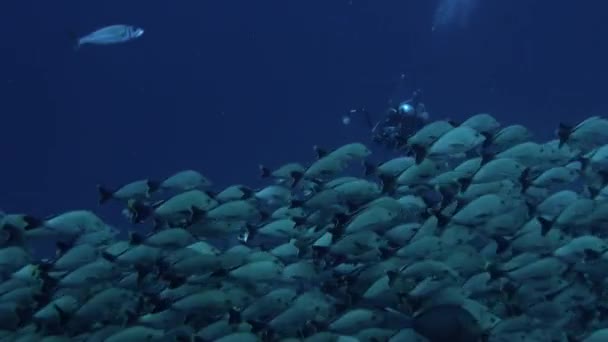 Enorme escola de peixes de uma espécie no Oceano Pacífico subaquático. — Vídeo de Stock