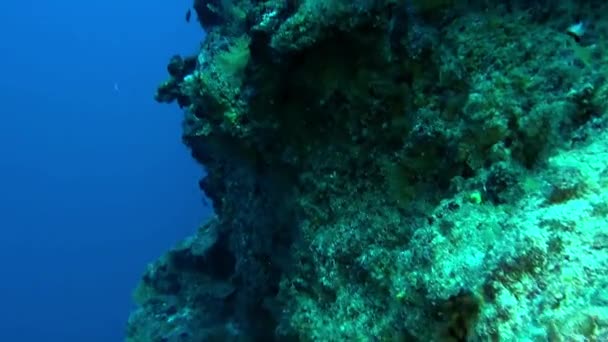 Escuela de peces bajo el agua en la Polinesia Francesa . — Vídeos de Stock