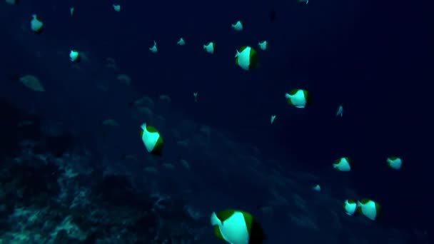 Школа риб одного виду і дайверів у підводному океані . — стокове відео