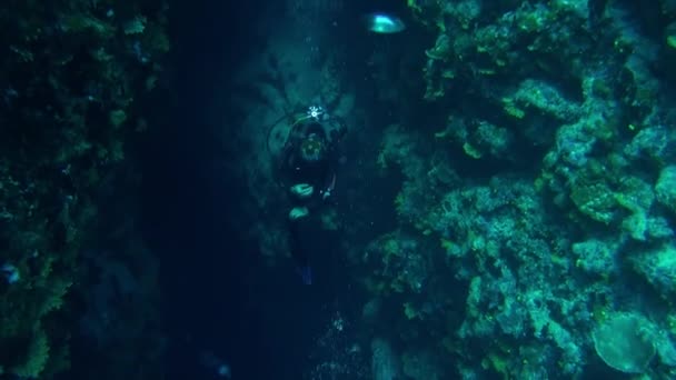 潜水者与一个鱼种的鱼群和潜水者在水下. — 图库视频影像