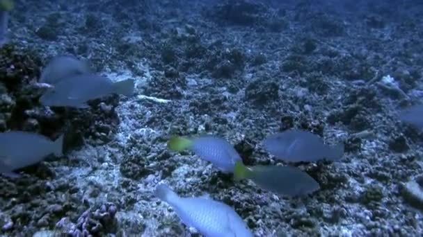 Fischschwärme unter Wasser in Französisch-Polynesien. — Stockvideo