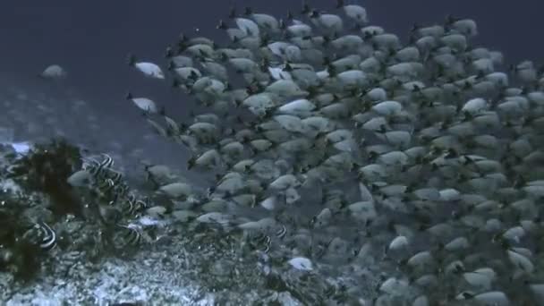 Рыбная ловля в Тихом океане во Французской Полинезии . — стоковое видео
