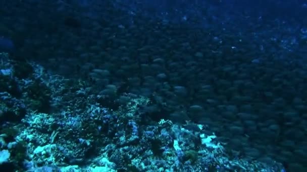 Napoleon ryby na pozadí školy ryb v podmořském Tichém oceánu. — Stock video