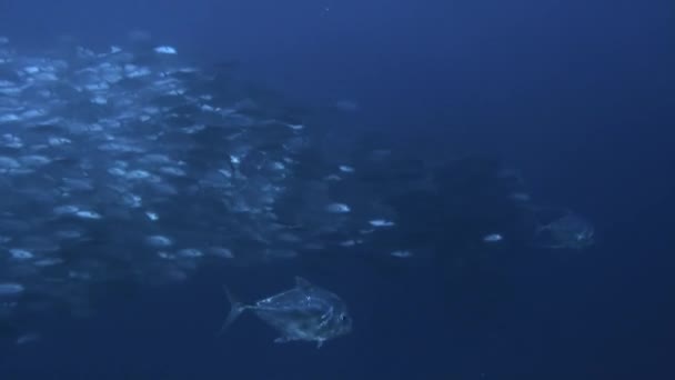 Tonijnachtigen van één soort onder water in Frans-Polynesië. — Stockvideo