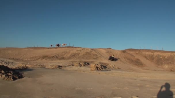 Biker op quad bike Atv paardrijden heuvel met mensen en paarden op zand. — Stockvideo