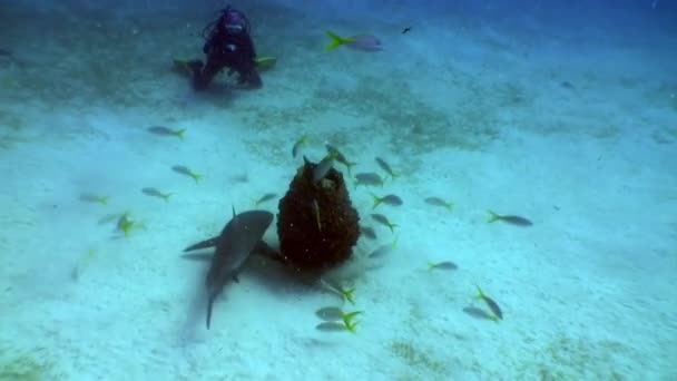 Дайвинг с акулами подводный пейзаж Карибского моря . — стоковое видео