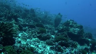 Sualtı Pasifik Okyanusu 'ndaki balık sürüsünün arka planında Napolyon balığı.