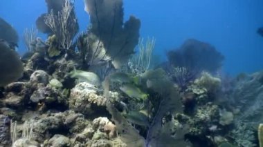 Kaplumbağa, Galapagos Adaları 'nda sualtı dalgıçları tarafından çevrili olarak birlikte yüzer..