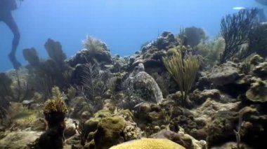 Kaplumbağa, Küba 'da sualtı dünyasındaki insanlarla birlikte yüzüyor..