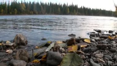 Sibirya 'daki Lena Nehri' nde temiz soğuk suyun arka planında taşlar ve yapraklar var..
