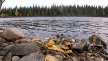 Sibirya 'daki Lena Nehri' nde temiz soğuk suyun arka planında taşlar ve yapraklar var..