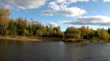 Sibirya 'da Lena Nehri kıyısında sonbahar ağaçları.