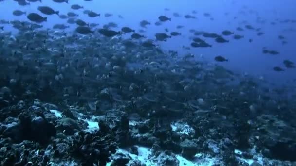 Slender row of school of fish of one species and diver in underwater ocean. — Stock Video