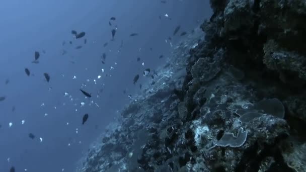 Escola de peixes em subaquático na Polinésia Francesa . — Vídeo de Stock
