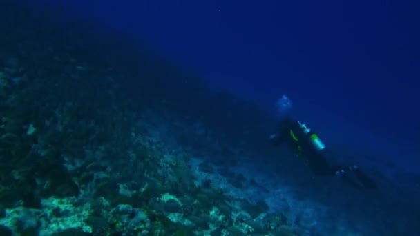 Búvár egy halfaj iskolájával és búvár a víz alatti óceánban. — Stock videók