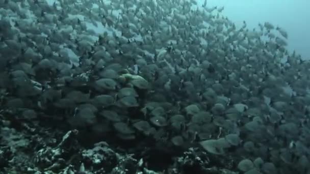 Búvárok egy fajhoz tartozó halak iskolájával és búvár a víz alatti óceánban. — Stock videók