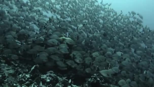 Mergulhadores com escola de peixes de uma espécie e mergulhador no oceano subaquático . — Vídeo de Stock