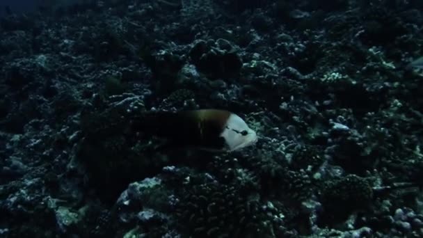 Buceadores con escuela de peces de una especie y buceadores en el océano submarino . — Vídeos de Stock