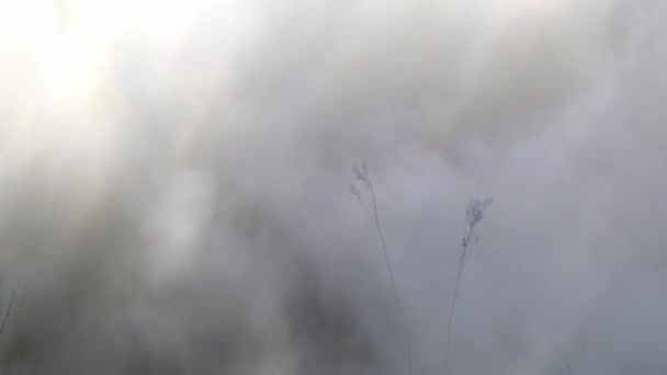 Menschen in Uniform vor dem Hintergrund der Explosion einer militärischen Handgranate im Wald. — Stockvideo