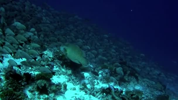 Napoleon fish swims with school of fish in underwater Pacific Ocean. — Stock Video