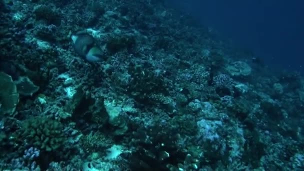 Fila delgada de escola de peixes de uma espécie e mergulhador no oceano subaquático . — Vídeo de Stock