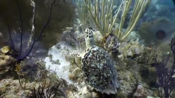 Želva plave společně obklopena lidmi v nedewater korálech na Kubě. — Stock video