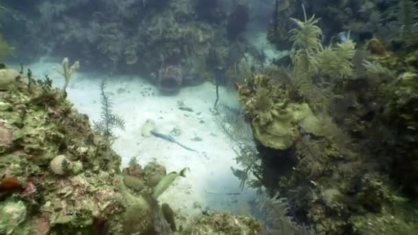 Habitantes marinos del arrecife de coral en el mar Caribe submarino. — Vídeo de stock