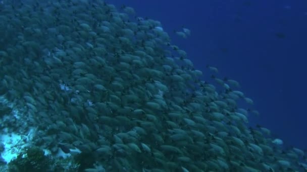 A Csendes-óceán alatti halak iskolája Francia Polinéziában. — Stock videók
