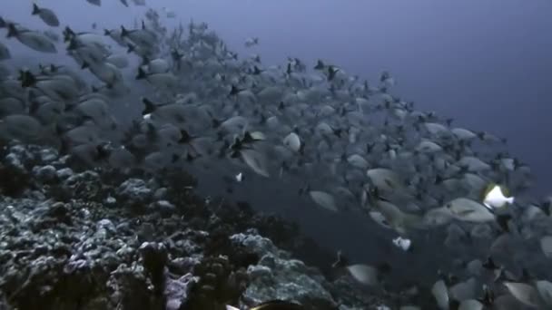 Scuola di pesci di una specie e subacqueo nell'oceano subacqueo . — Video Stock