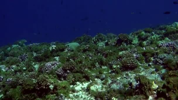 School of fish in underwater in French Polynesia. — Stock Video