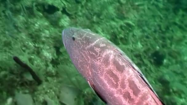 Poisson mérou sous-marin de l'océan . — Video