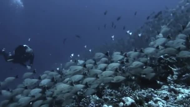 Divers with school of fish of one species and diver in underwater ocean. — ストック動画