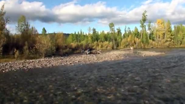Sibirya Rusya 'nın ıssız taygasında Lena Nehri kıyıları. — Stok video