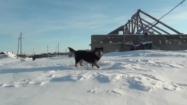 Ruinerna av snö övergivna hus spökstad kolgruvor på långt norr om Ryssland. — Stockvideo