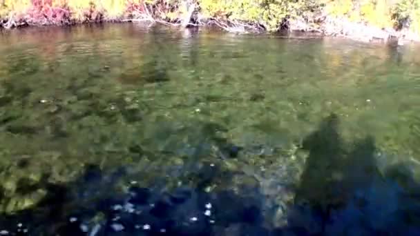 Bella natura del fiume Lena nella taiga disabitata della Siberia Russia . — Video Stock