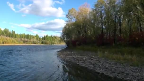 Дерева на березі річки Лєна в незаселеній тайзі Сибіру.. — стокове відео