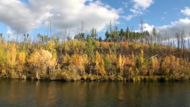 Podzimní krajina řeky Leny v neobydlené tajze Sibiře Rusko. — Stock video