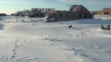 Karda başıboş köpek sürüsü terk edilmiş Chukotka Rusya 'daki Kömür Madenleri.