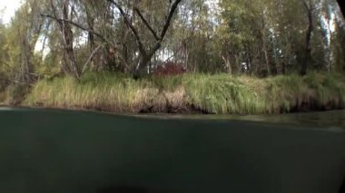 Rusya 'nın Sibirya bölgesindeki Lena Nehri' nin sularında gün ışığında ağaç..