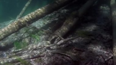 Rusya 'nın Sibirya bölgesindeki Lena Nehri' nin sularında gün ışığında ağaç..