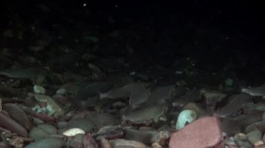 Rusya'da Sibirya Lena Nehri'nin su altında alabalık balık sürüsü.