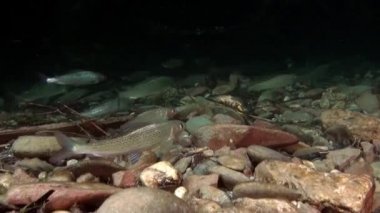 Alabalık suyun altında Rusya'da Sibirya Lena Nehri'nin su akışı balık.