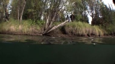 Rusya 'nın Sibirya bölgesindeki Lena Nehri' nin sularında gün ışığında ağaç..
