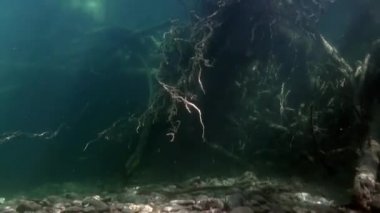 Ağaç kökleri su altında güneş ışığı altında Rusya'da Sibirya Lena Nehri'nin su.