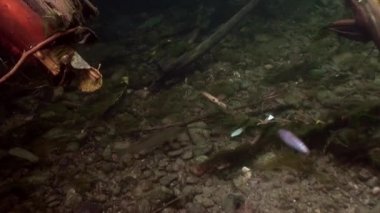 Su altında güneş ışığı altında Rusya'da Sibirya Lena Nehri'nin su kaydeder.