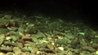 Alabalık suyun altında Rusya'da Sibirya Lena Nehri'nin su akışı balık.