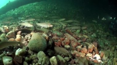 Rusya'da Sibirya Lena Nehri'nin su altında alabalık balık sürüsü.