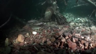 Su altında Rusya'da Lena Nehri'nin su akışı ışımalar Alabalık Balık.